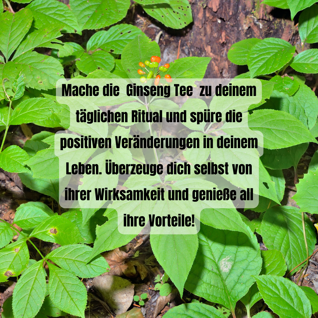 Panax Ginseng Wurzel – Frisch & naturbelassen – Für Energie, Fokus & Wohlbefinden
