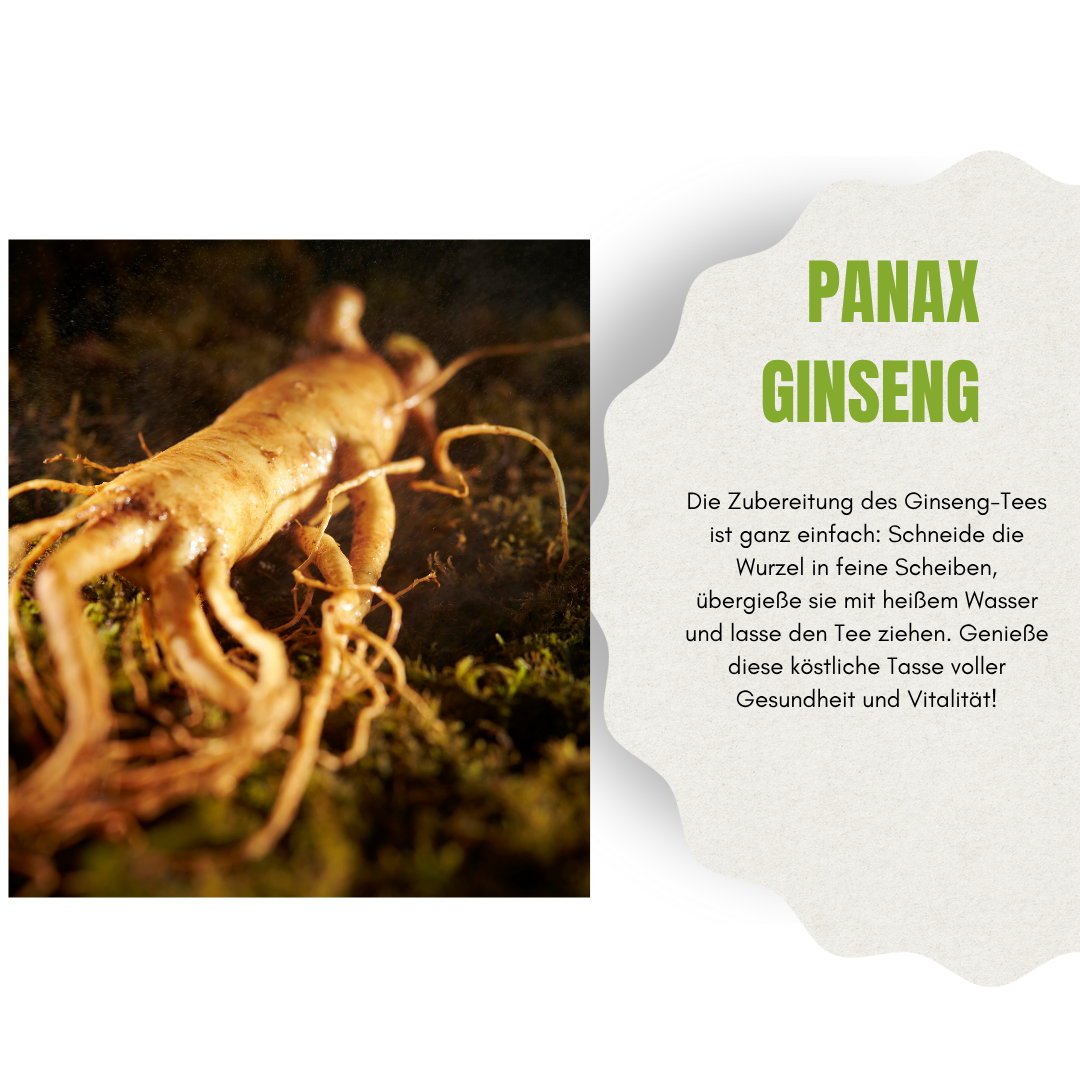 Panax Ginseng Wurzel – Frisch & naturbelassen – Für Energie, Fokus & Wohlbefinden