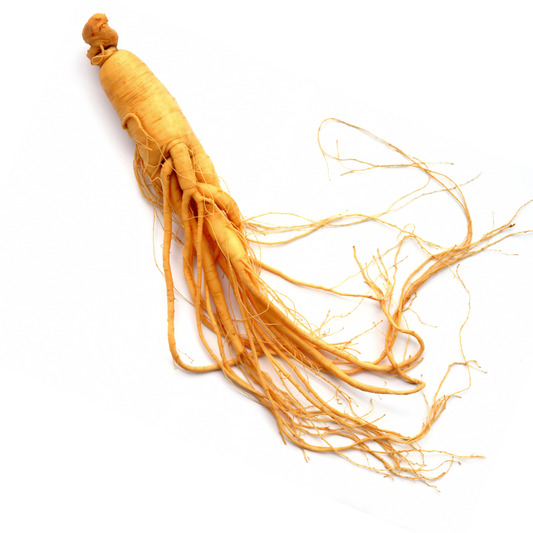 Panax Ginseng Wurzel – Frisch & naturbelassen – Für Energie, Fokus & Wohlbefinden